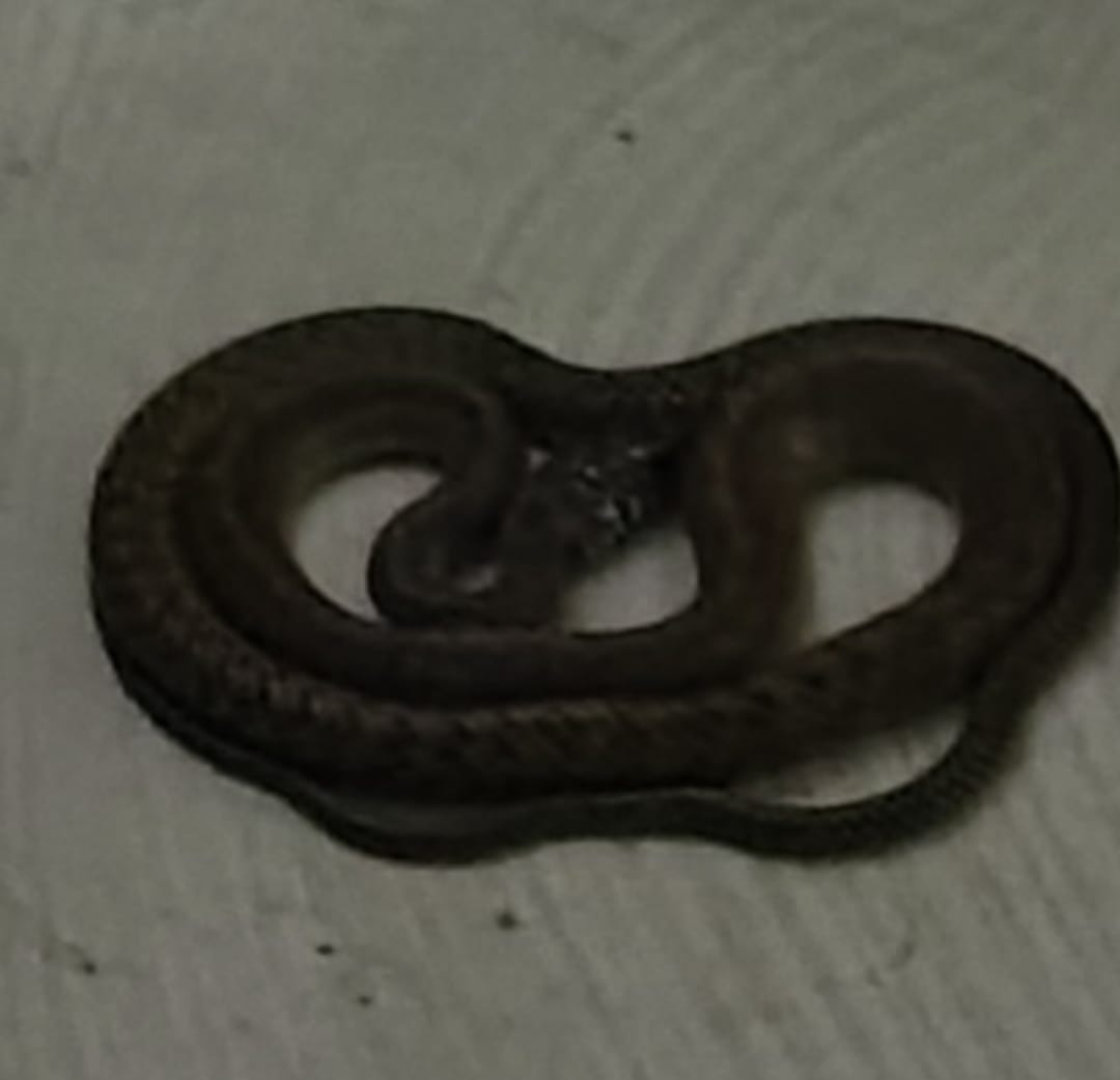 ചെങ്ങന്നൂർ ബ്ലോക്ക് പഞ്ചായത്ത് ഓഫീസിലും കുടുംബശ്രീ ഓഫീസിലും പാമ്പുകൾ കയറി